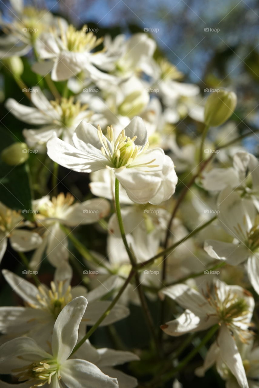 Spring Blossoms