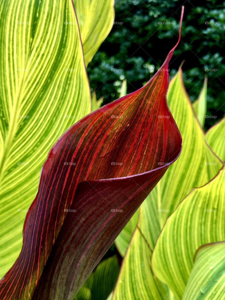Colorful foliage and raindrops 