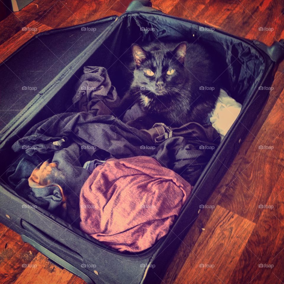 Cat in a suitcase. Poe likes to take over my suitcase