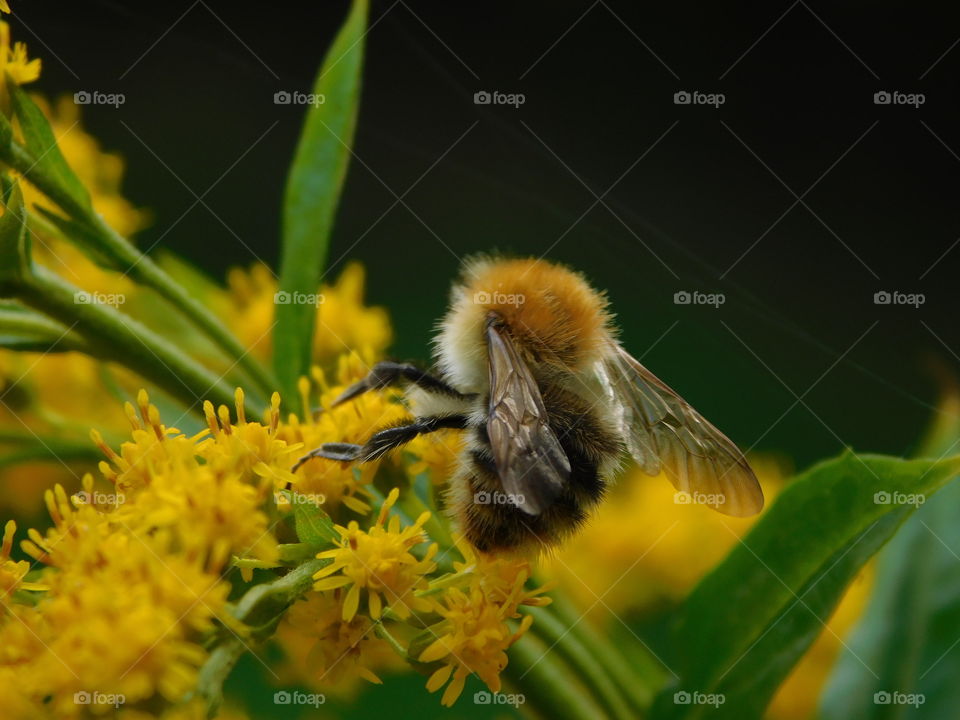 bee