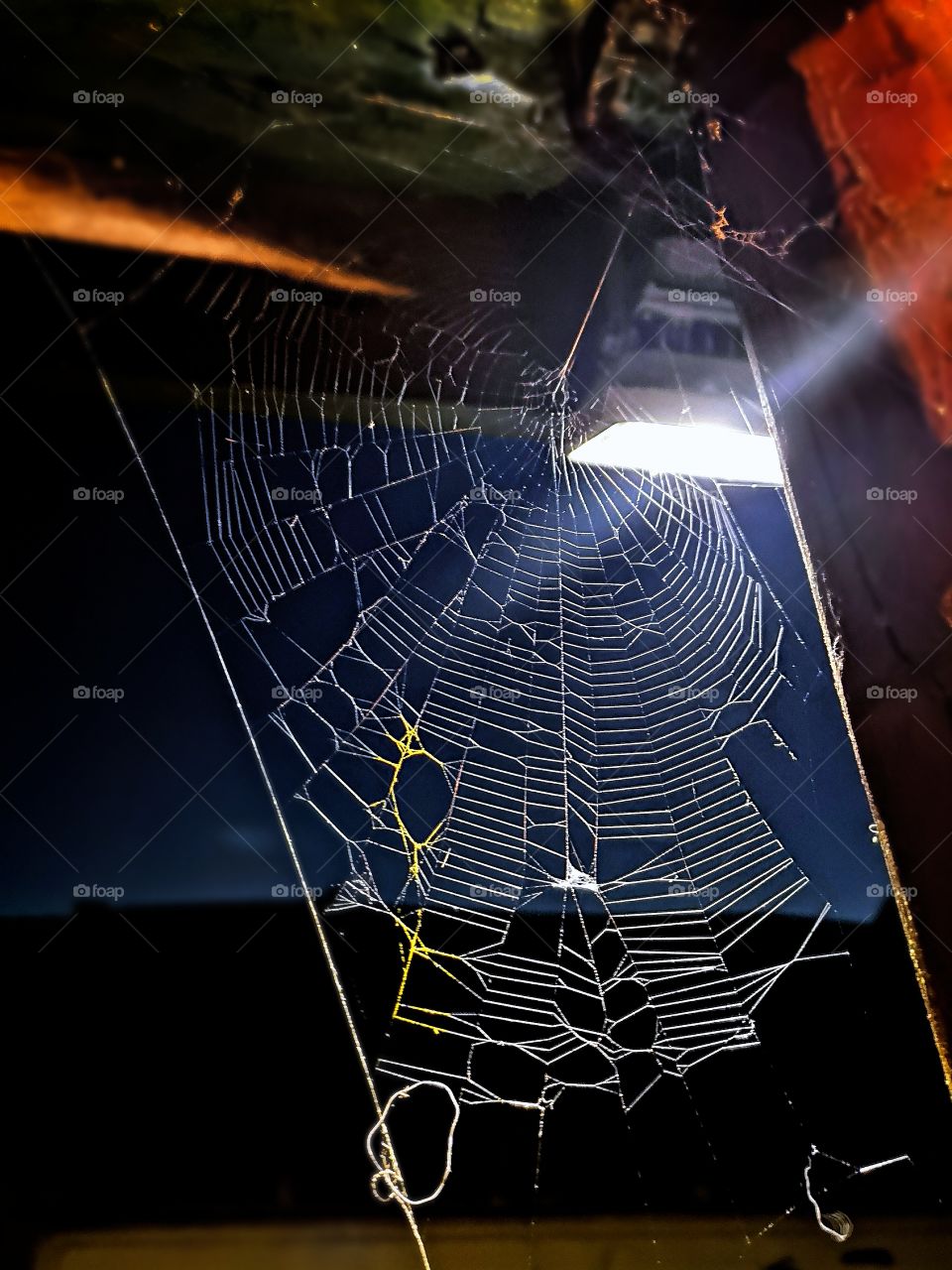 Spider web in the dark
