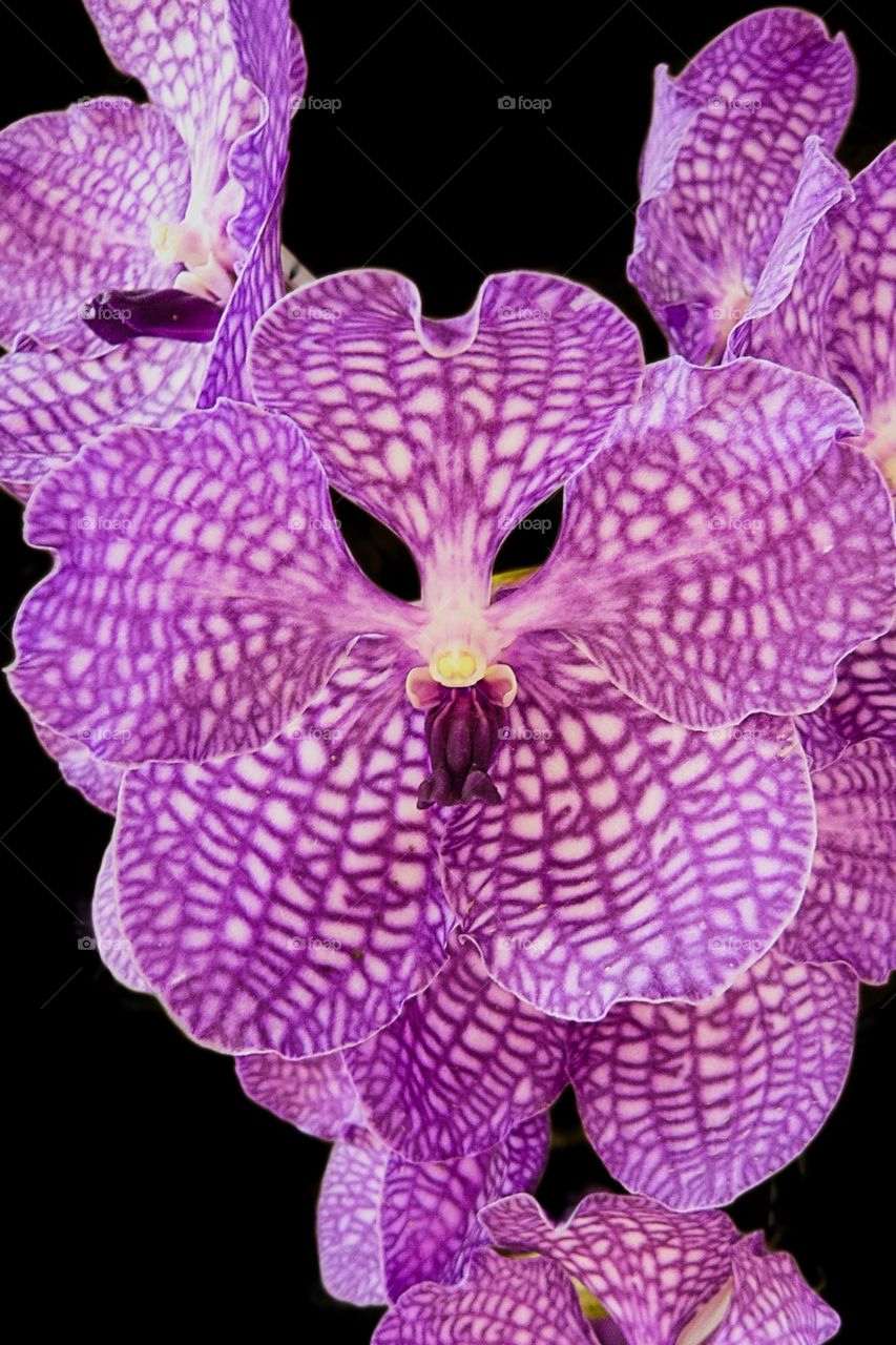 Orchid 