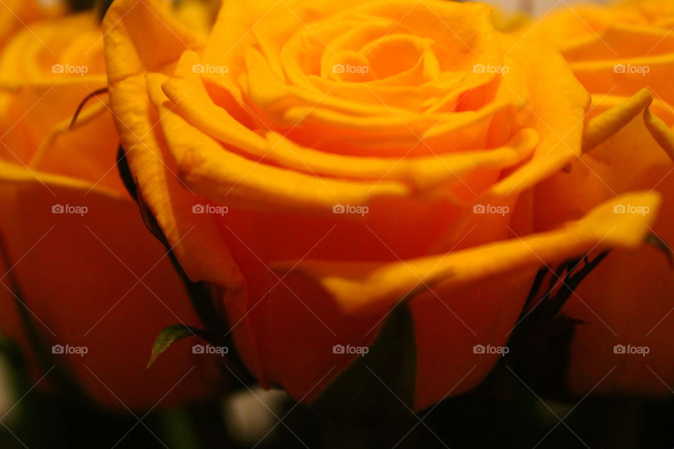 макроснимок жёлтые розы