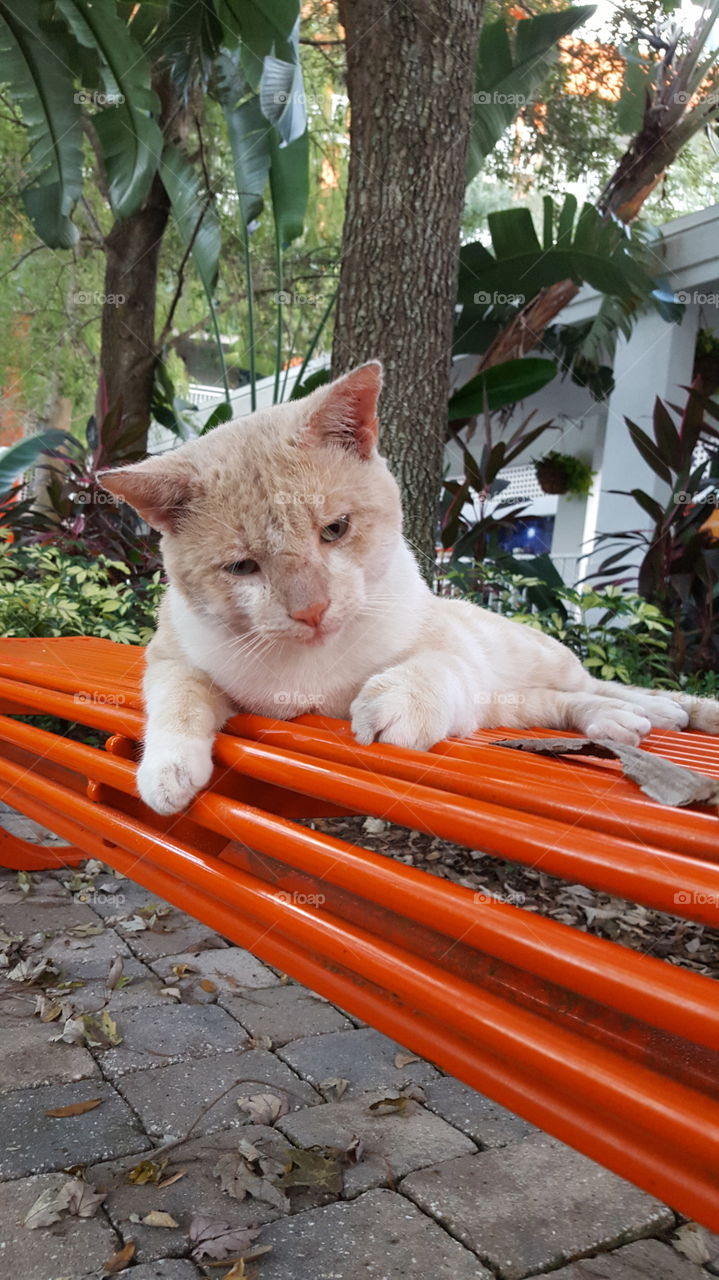 Cat on Orange Bench