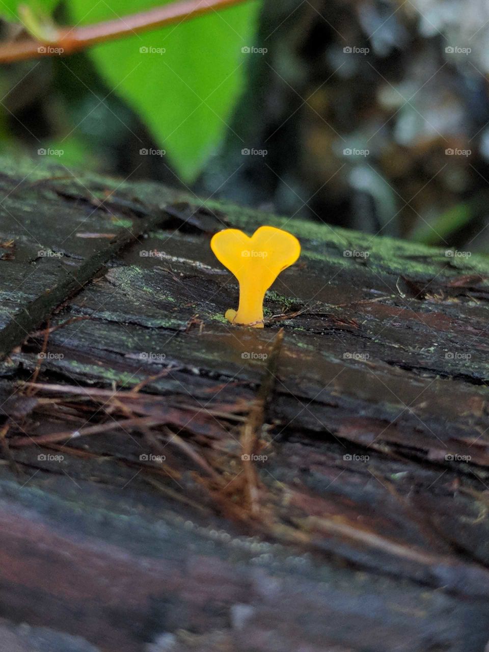 Heart Mushroom
