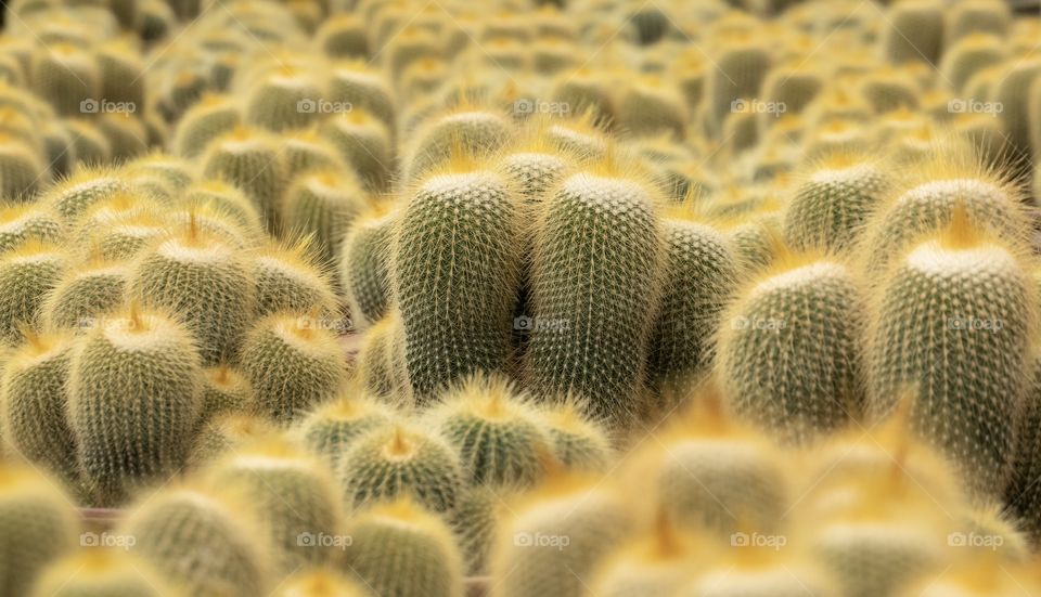 Enjoy time at a beautiful cactus farm