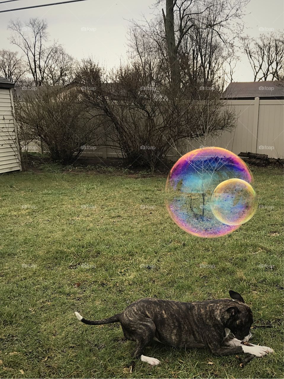 Dog sitting in grass with soap in hair