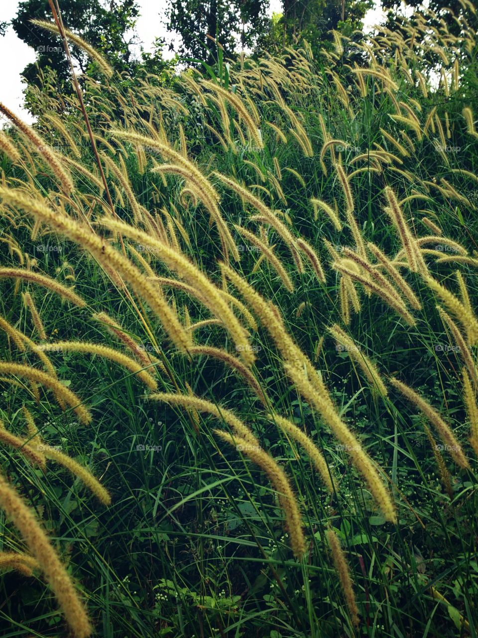 grass flowers