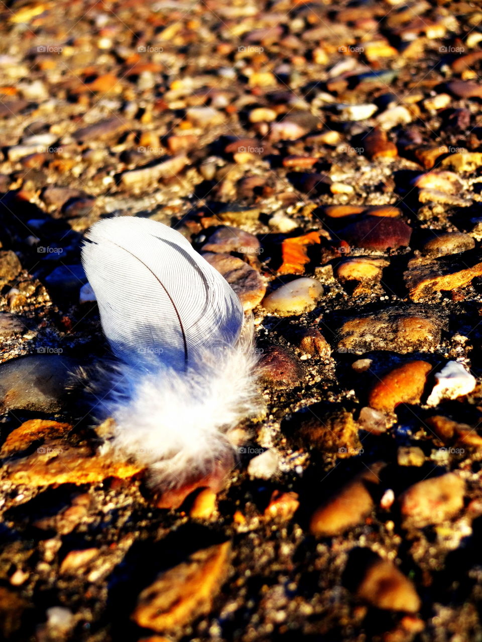 feather & golden hour. lonely feather and  golden hour light