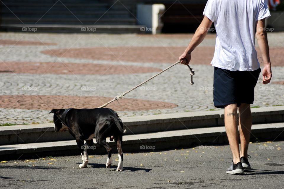 walking your dog