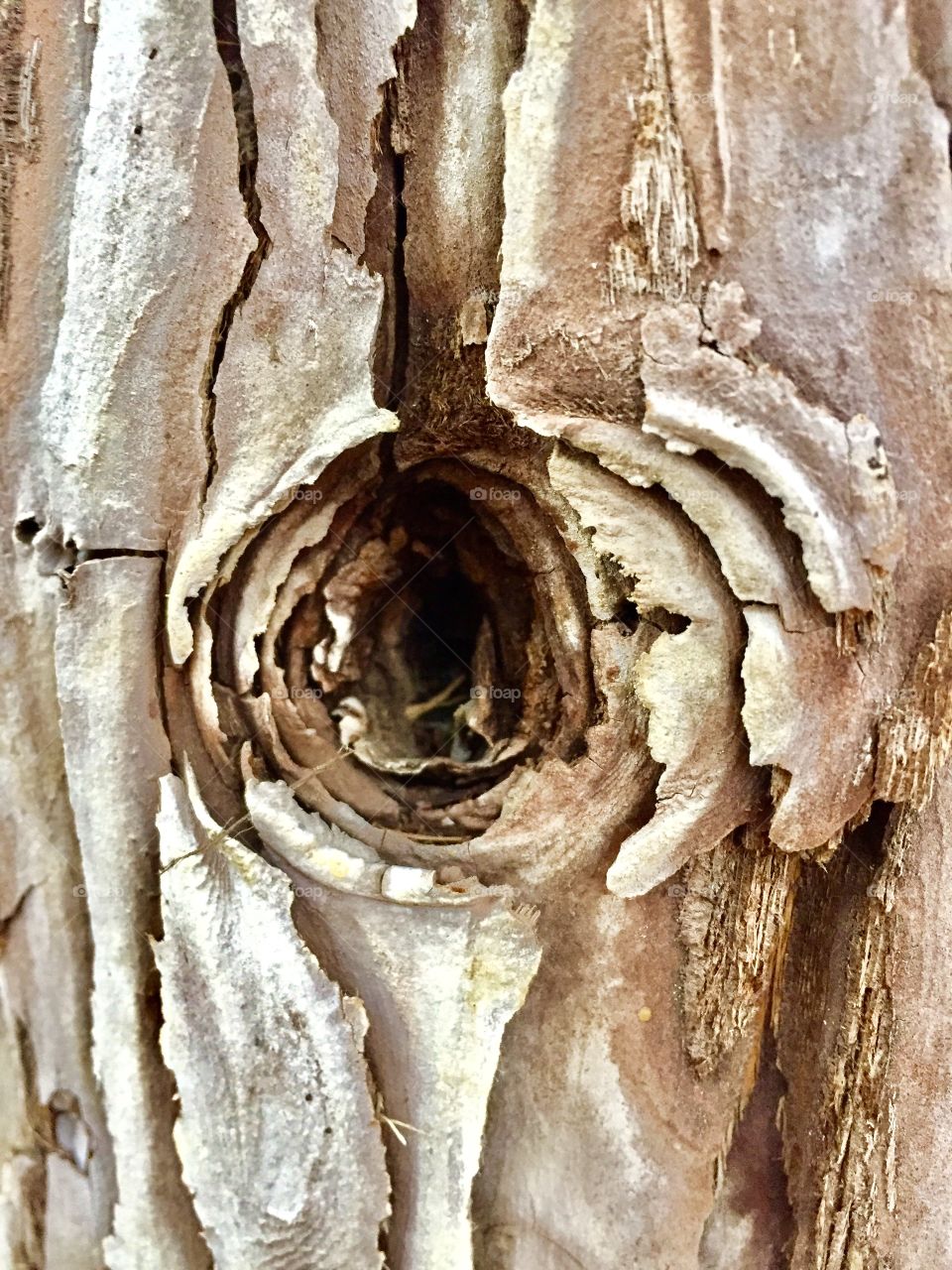 Knot Hole 