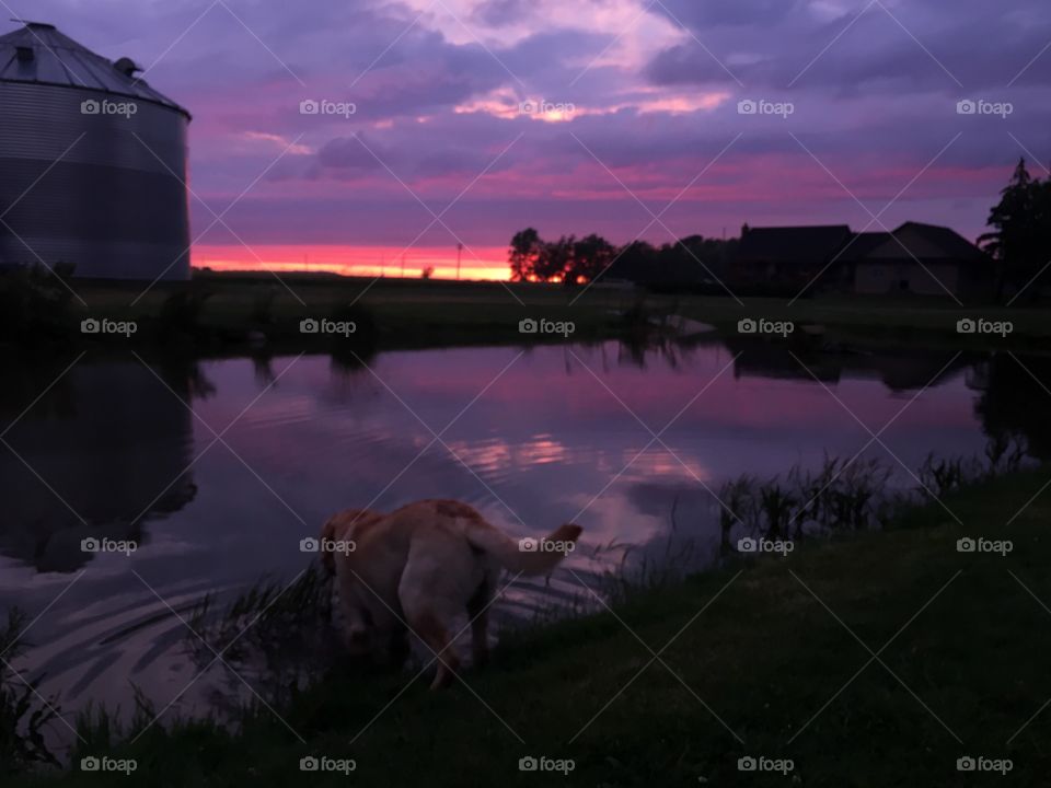 Cute doggy in the pond while the sunset reflects onto it. 