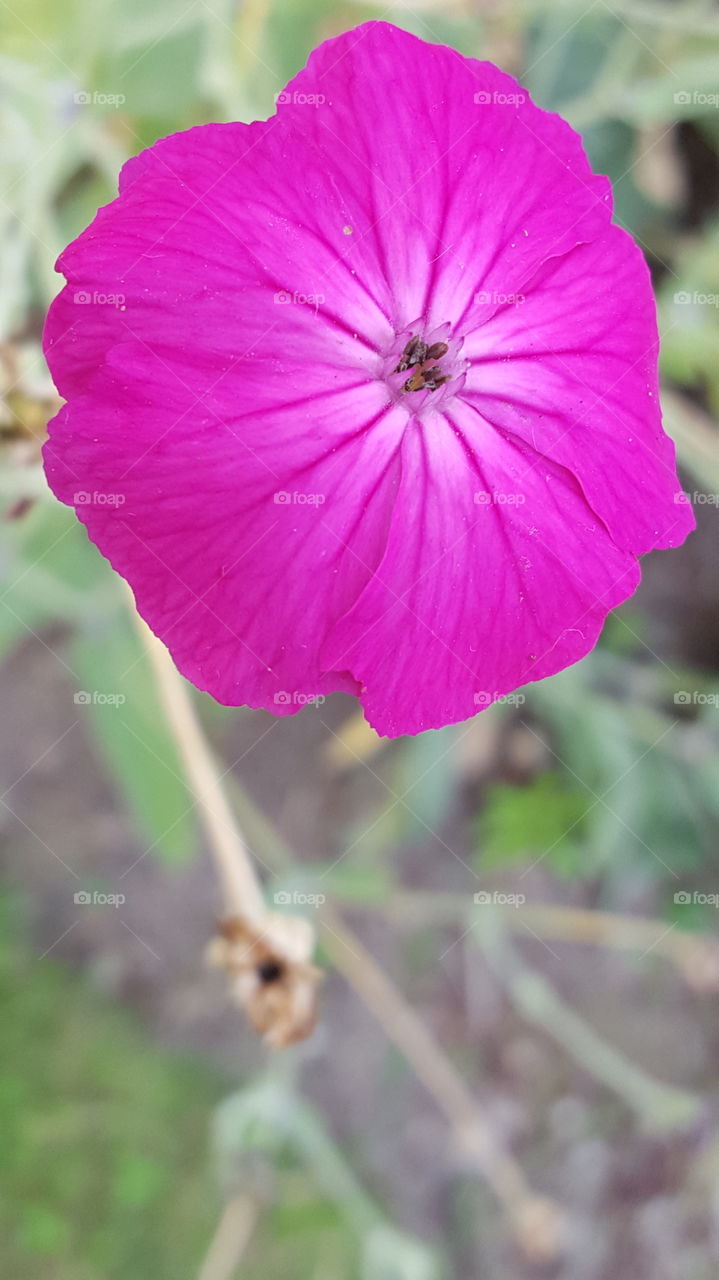 pretty in pink