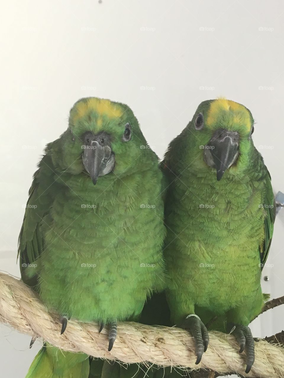 Parrots in Loro Parque