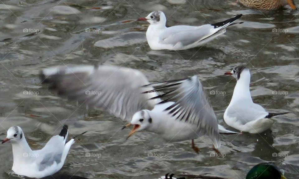 Seagull in flight