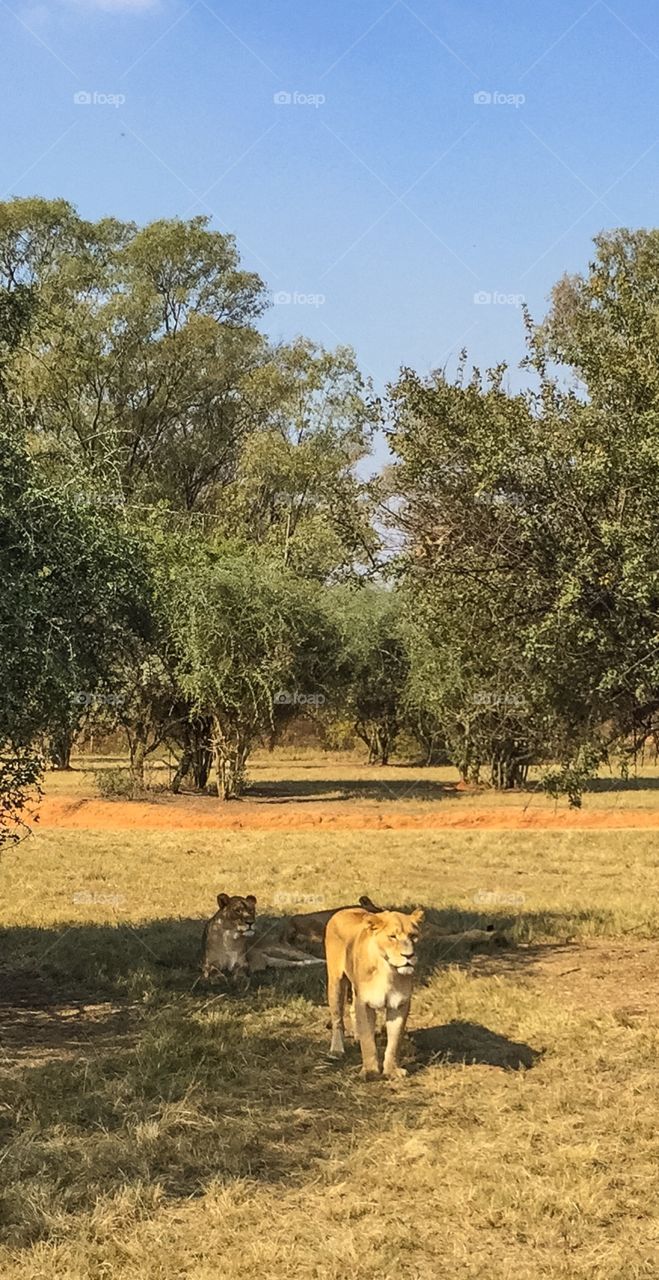 Lion looking for lunch