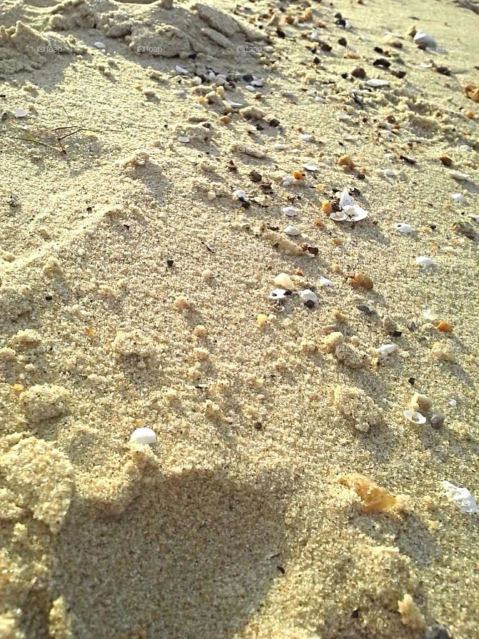 Sandy seashell