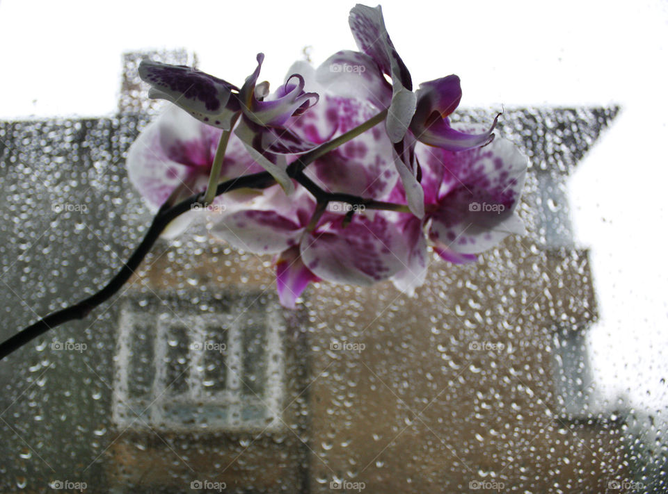 Orchid flowers in a rainy day 3