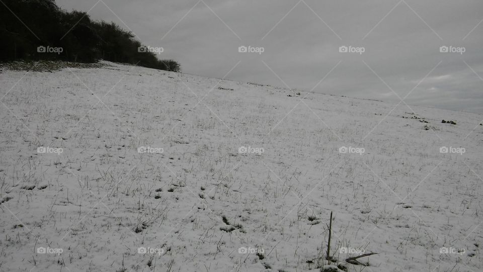 Snow Fields