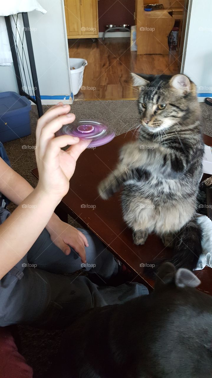 Spinner Fun with Kitty