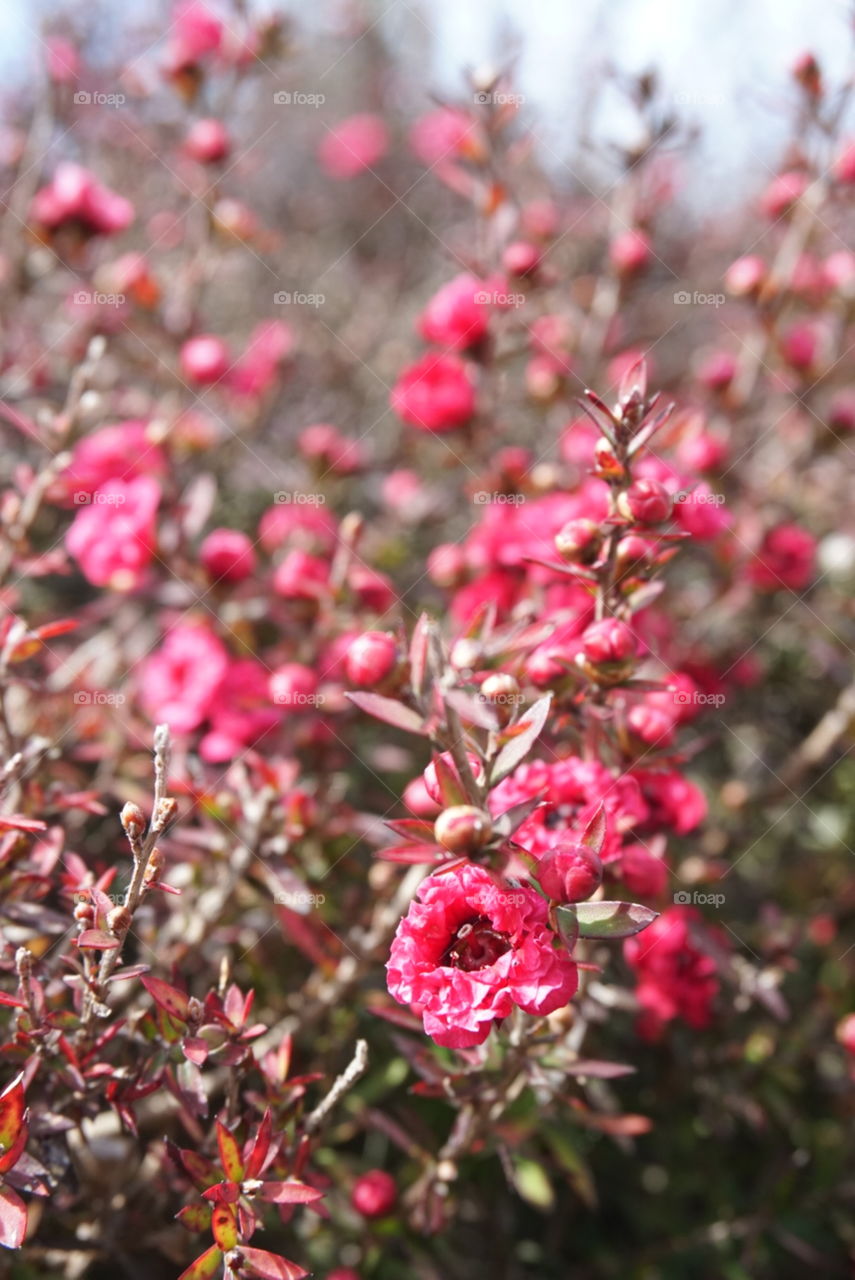 Spring flowers