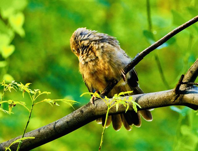 Bird photography - Yellow babbler - Perching behaviour 