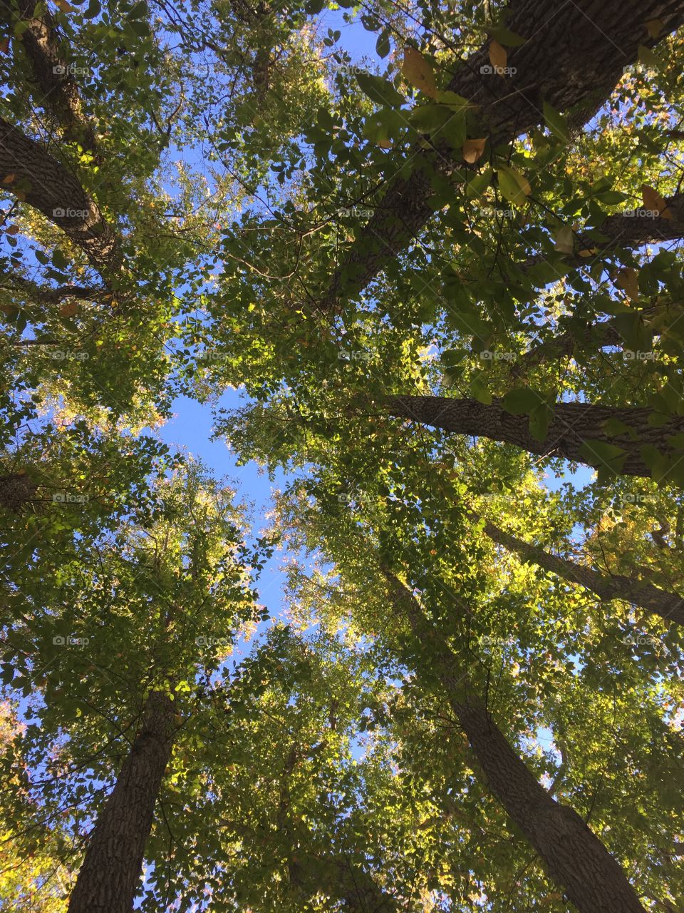 Trees in Shelter Island
