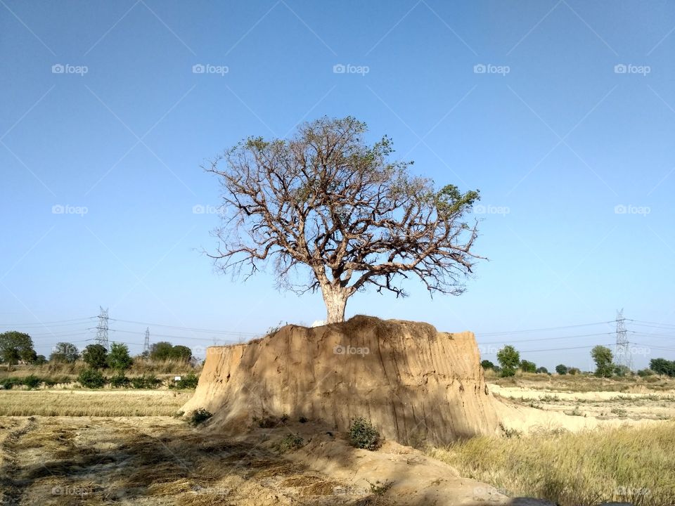 Trees on the mound of soil