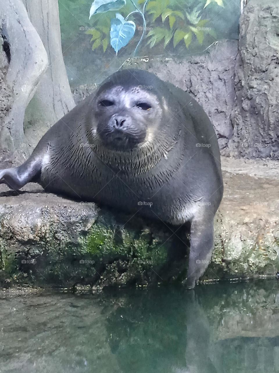 nice Fur-seal