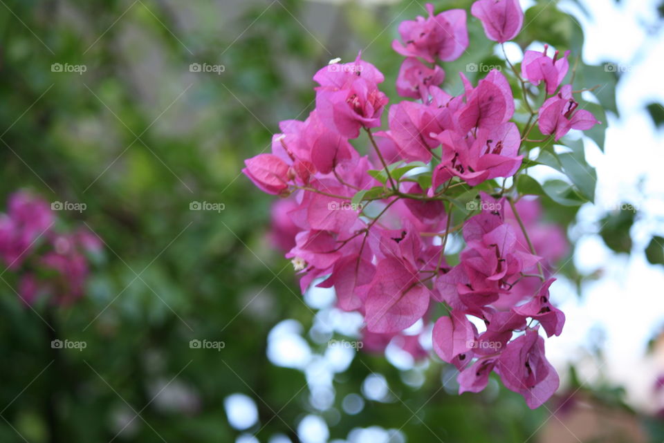 Flower closeup 