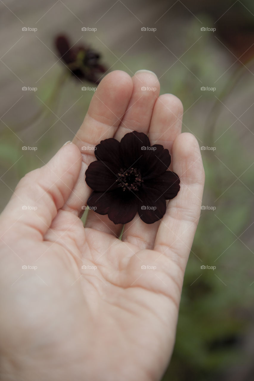 High angle view of brown coloured flower