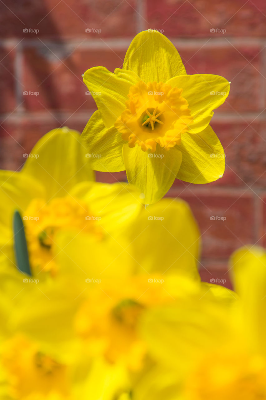 yellow daffodils