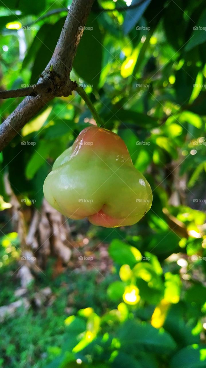 fruit