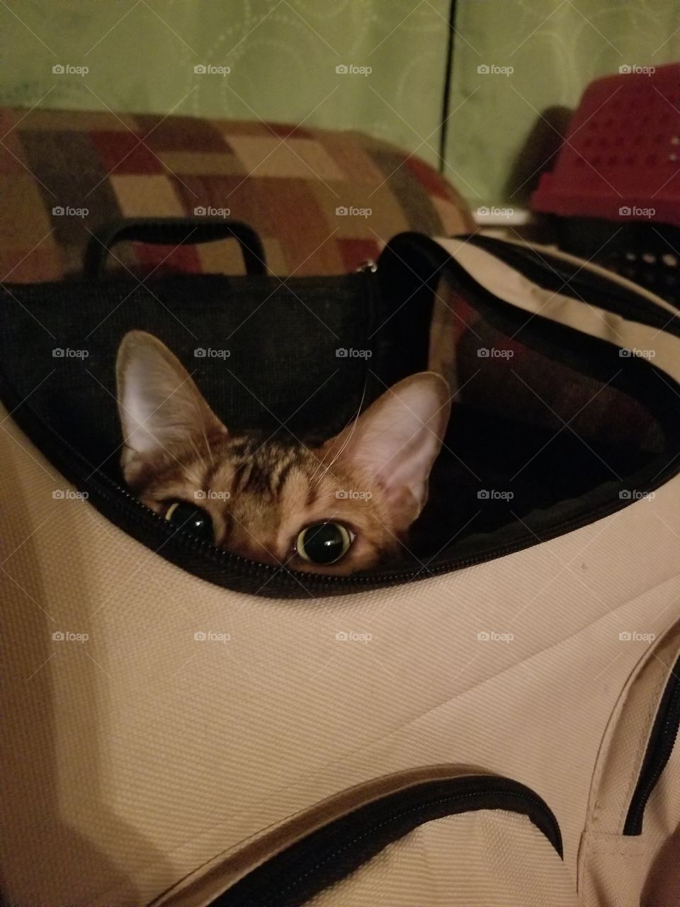Bengal Cat hiding in a carrier. Sneaky pets. cat ears and eyes. fun and playful pets. Adorable cat moments.