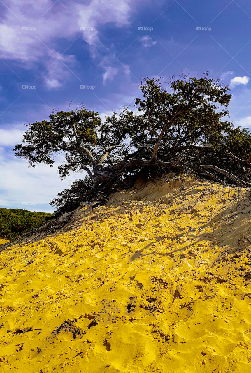 El Taref beach in Algeria