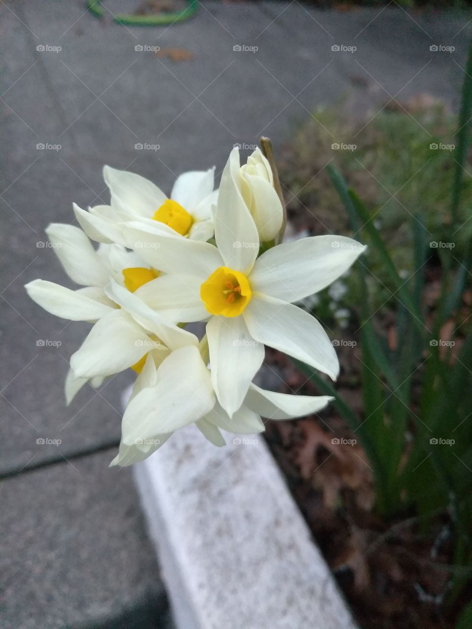 Baby Daffodils. Flowers.. just a piece of nature's beauty. Enjoy the little things.