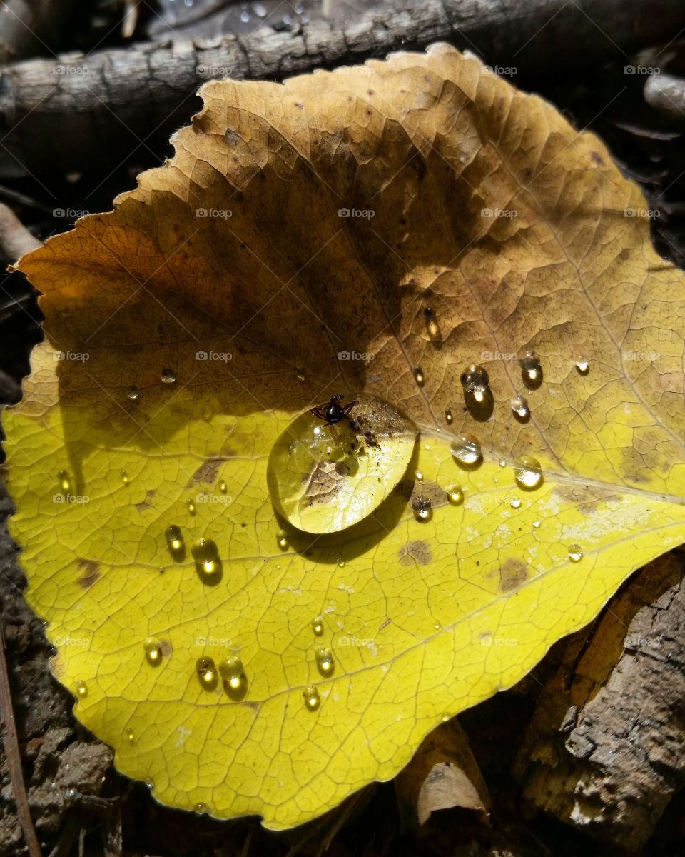 Fall's Golden Beauty