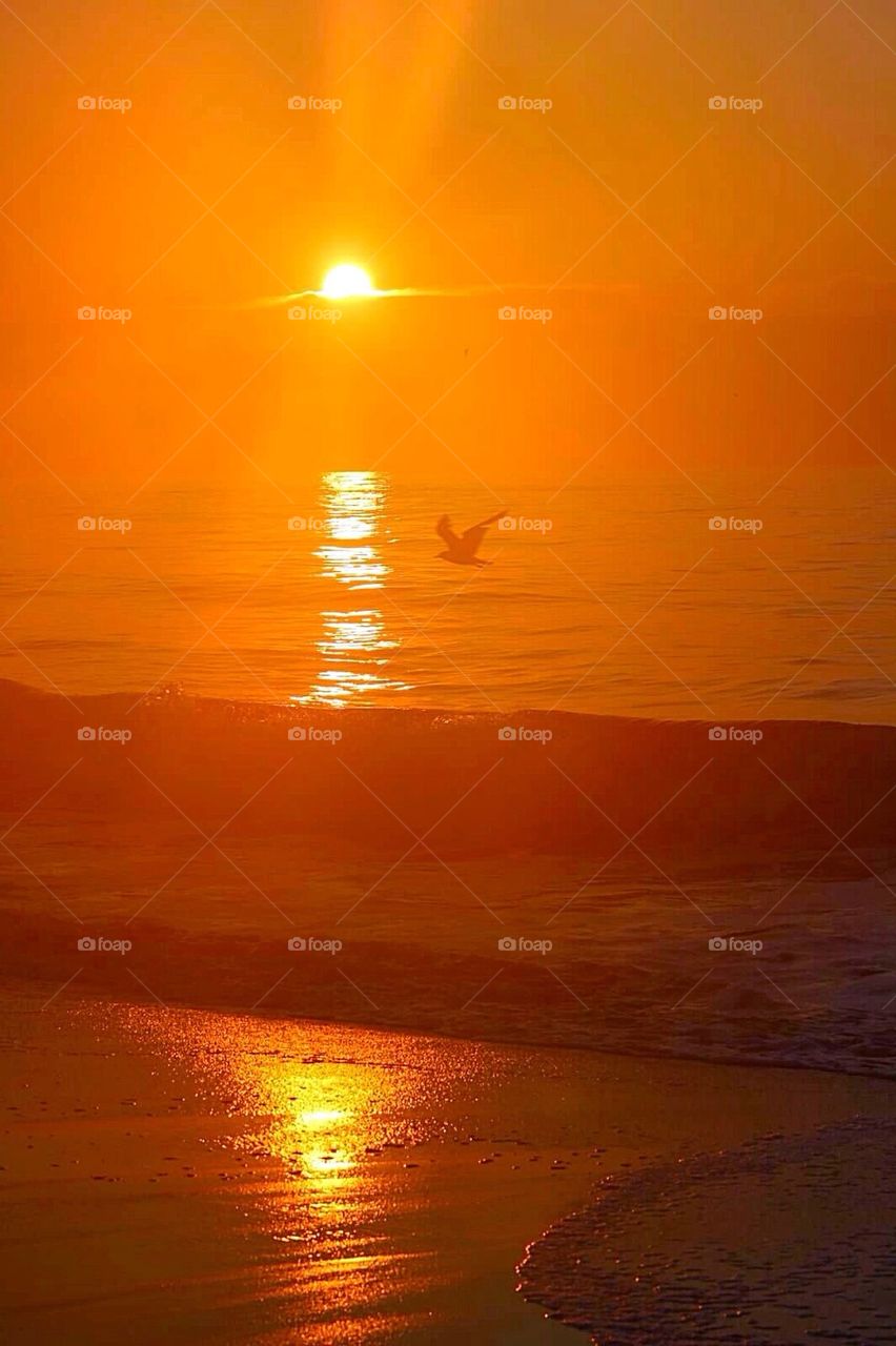 Orange Sunrise with Seagull