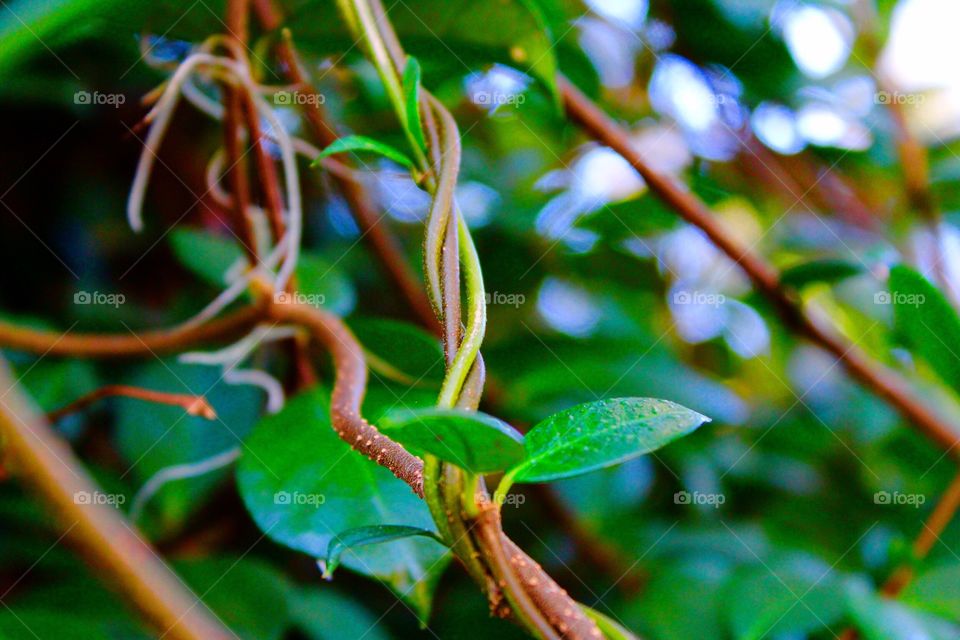 Close up of jasmine vines