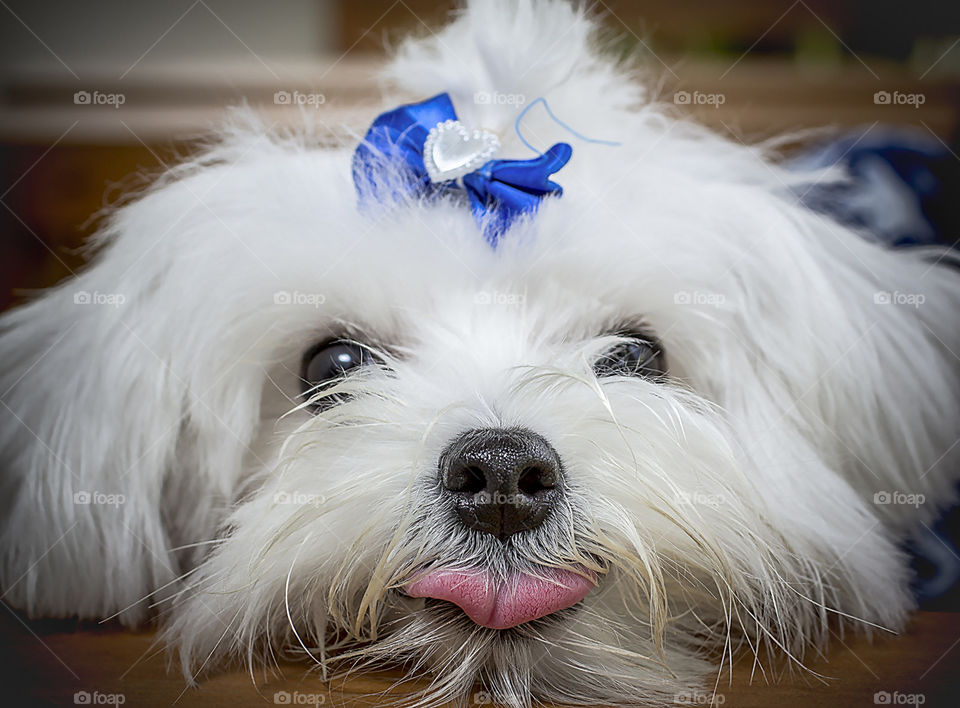 Face-shaped sympathy