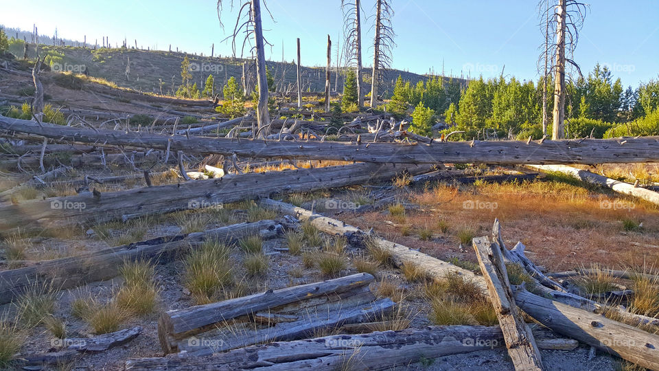 Burnt long ago forest