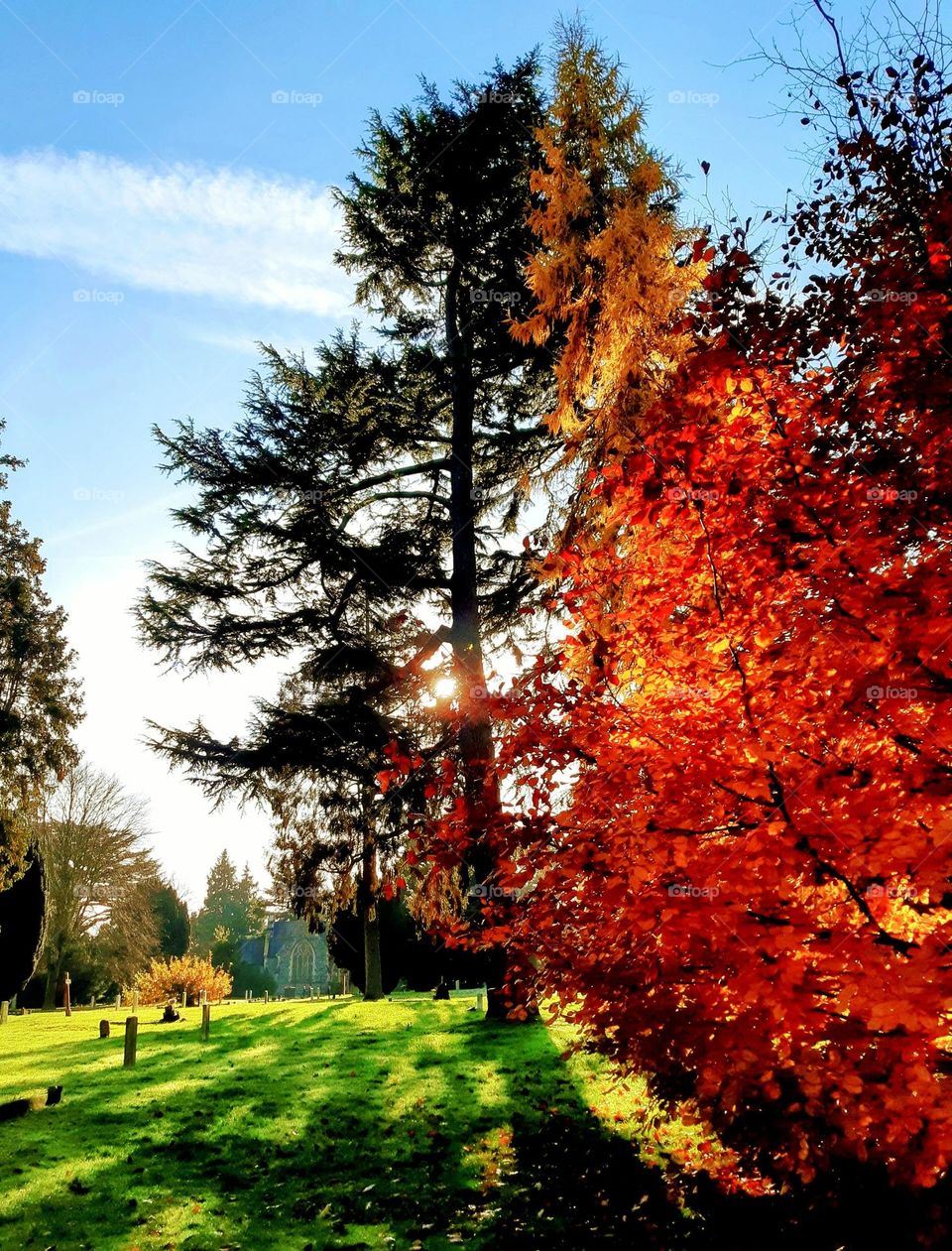 Autumn colours in the cemetery, red leaves, evergreen and green grass