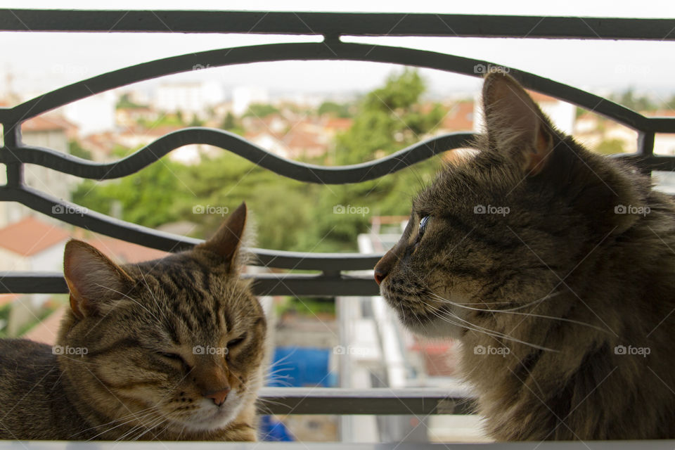 Two tabby cats sitting outside on the window bench. 