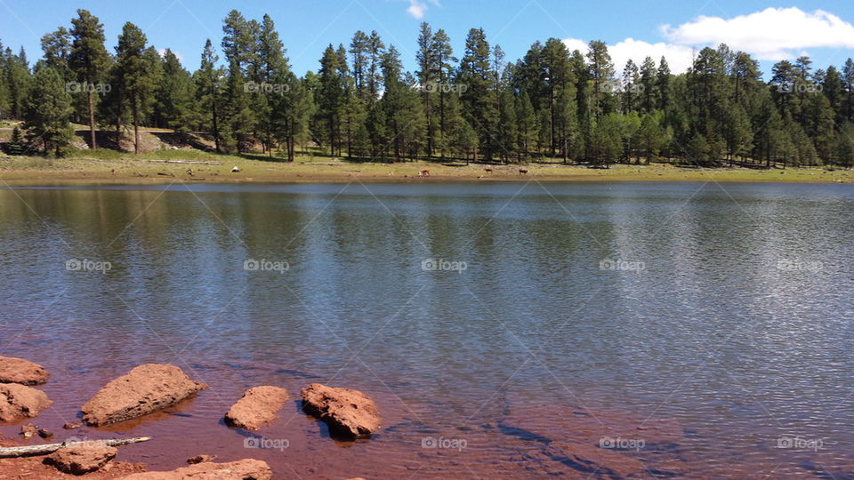 Red Rock lake with cows grazing on the shore