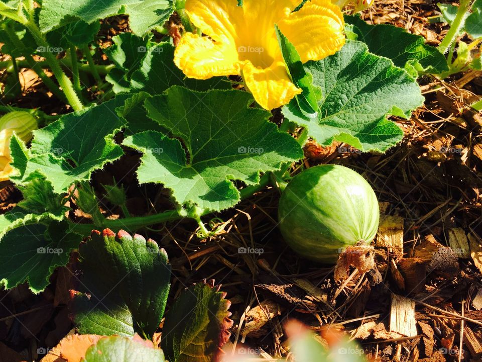 Kabocha squash 