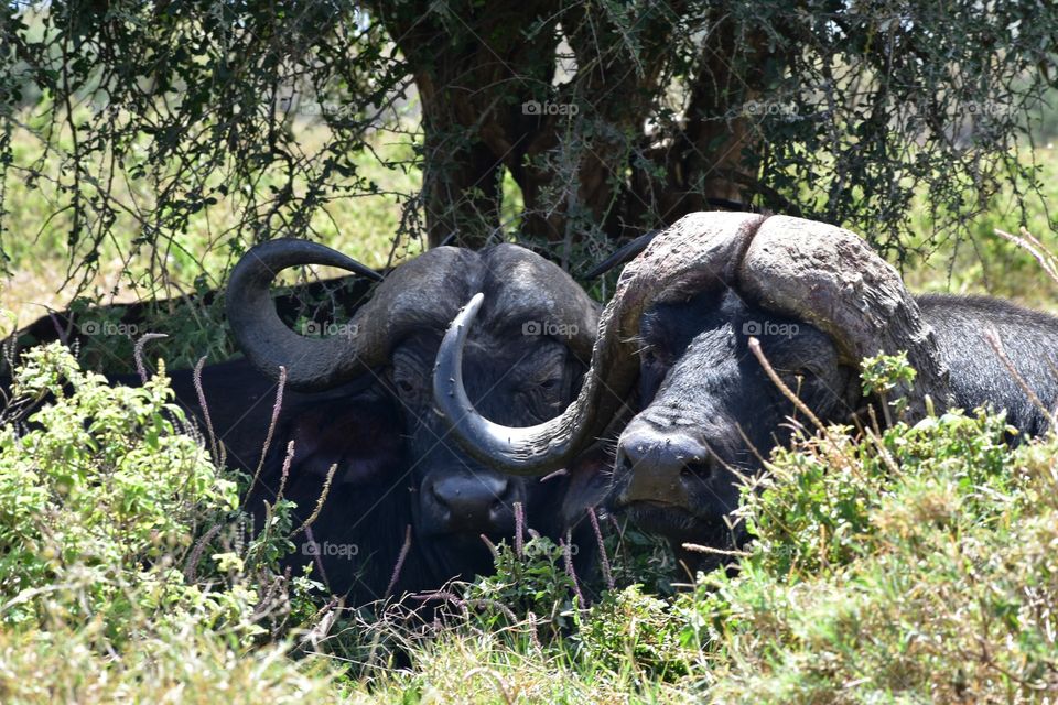 Lake Nakuru National Park , Kenya