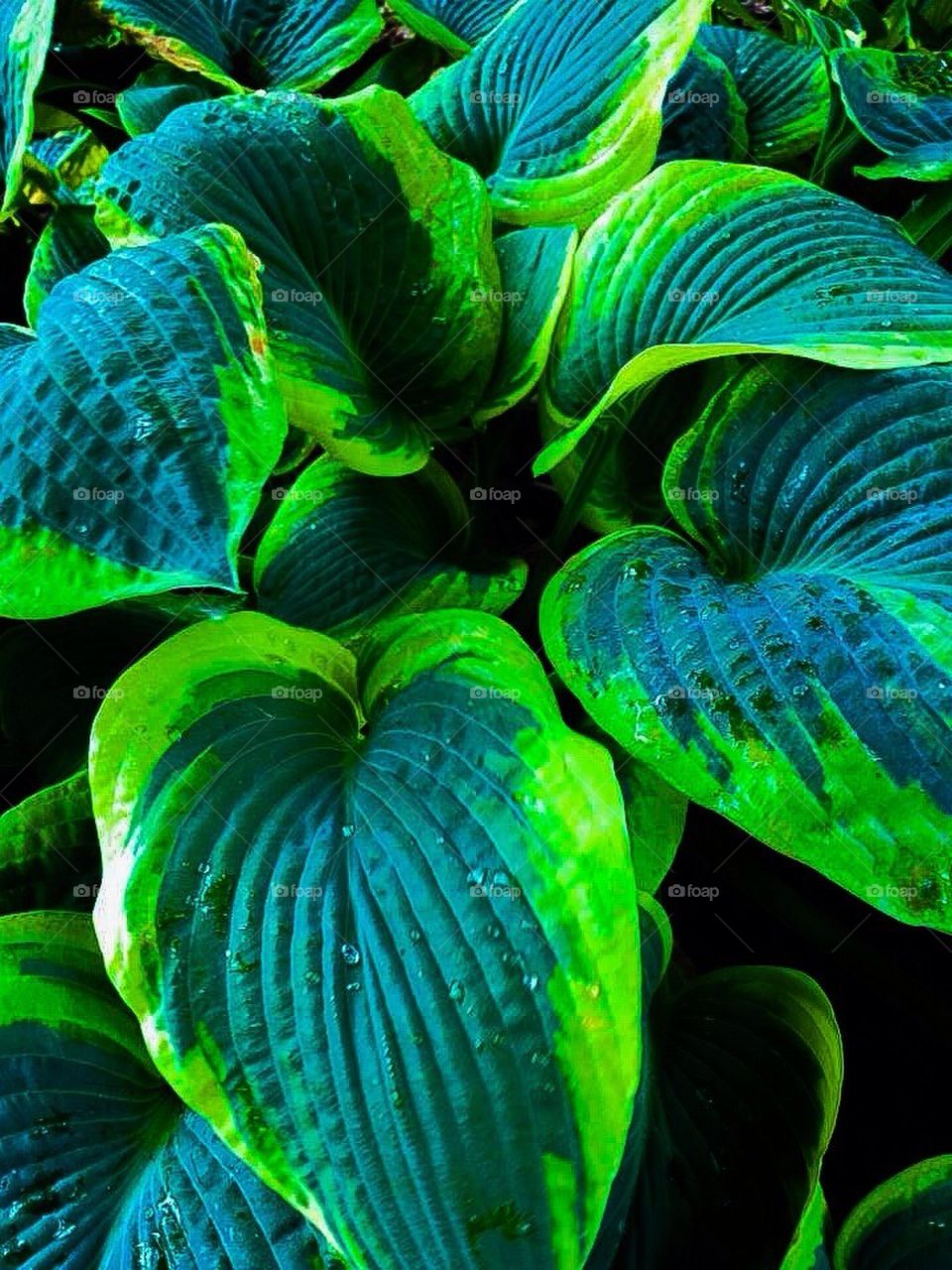 Hostas in the rain