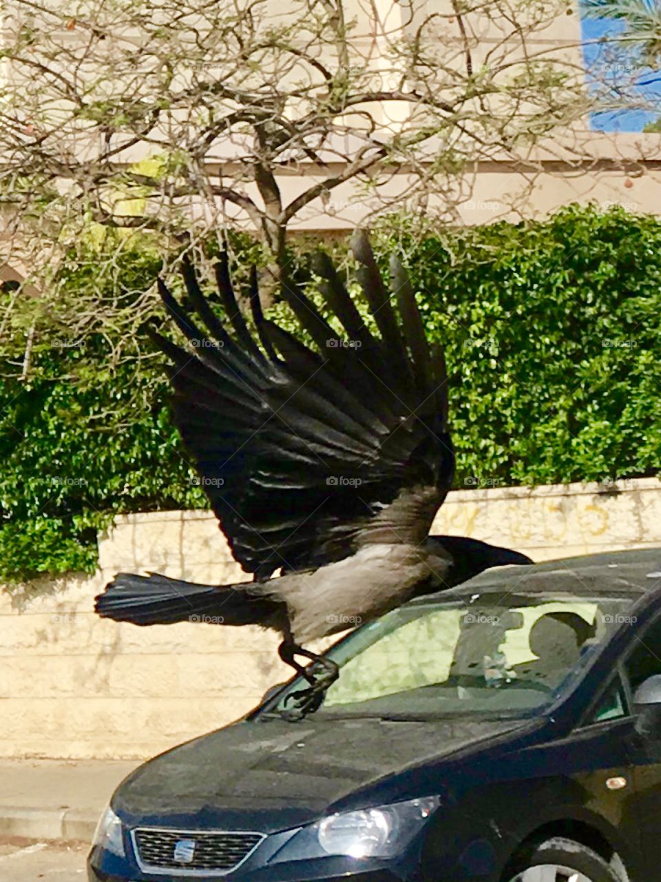A huge crow in flight