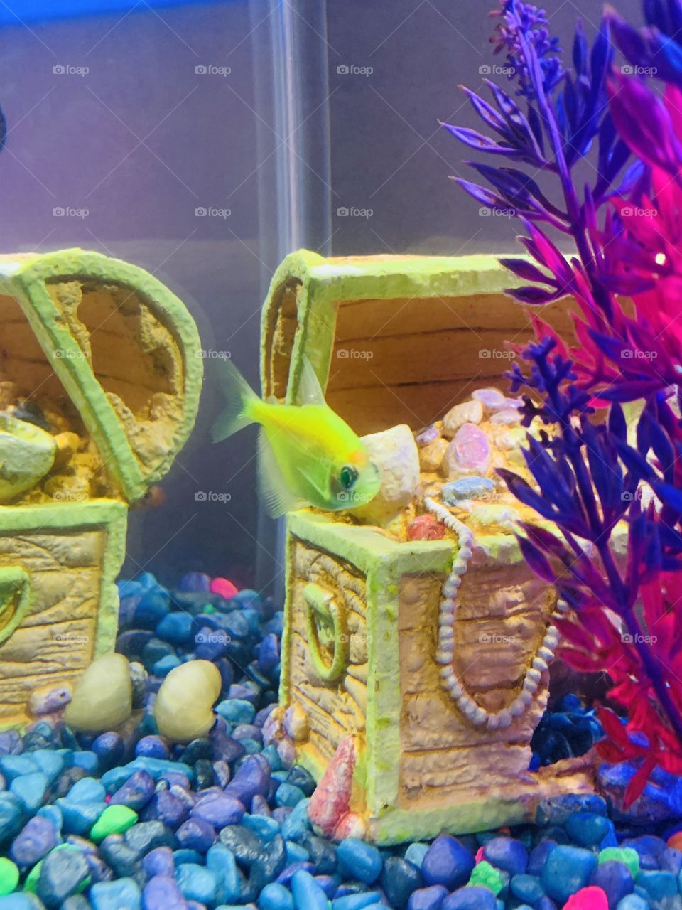 Neon tetra fish and a snail 