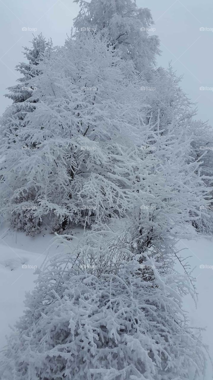 Winter, tree, frozen, ice